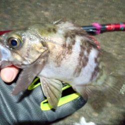 2022/01/12 南港ヘチ釣り