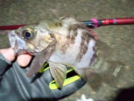 2022/01/12 南港ヘチ釣り