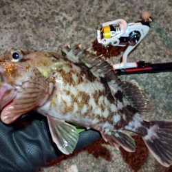 2022/01/13 南港ライトゲーム釣行