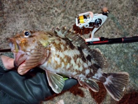 2022/01/13 南港ライトゲーム釣行