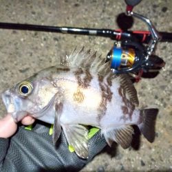 2022/01/14 南港ライトゲーム釣行