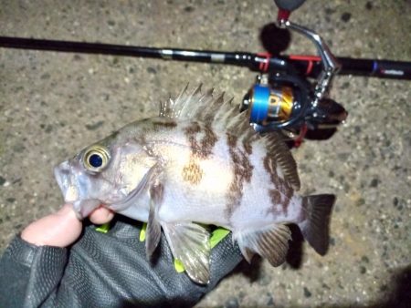 2022/01/14 南港ライトゲーム釣行