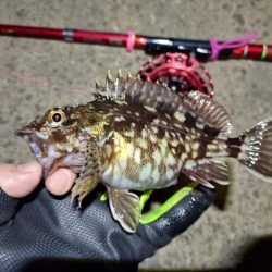 2022/01/15 南港ヘチ釣り