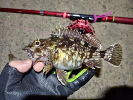 2022/01/15 南港ヘチ釣り