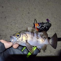 2022/01/16 南港ライトゲーム釣行