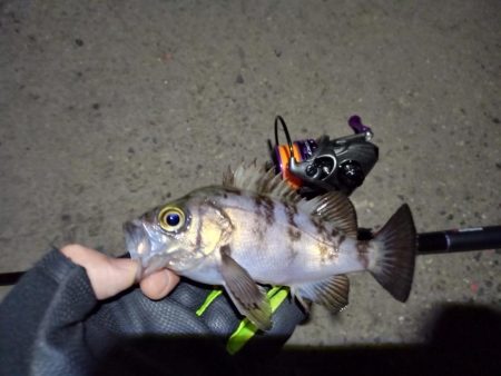 2022/01/16 南港ライトゲーム釣行