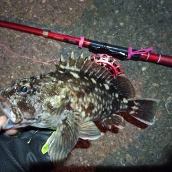 2022/01/18 南港ヘチ釣り