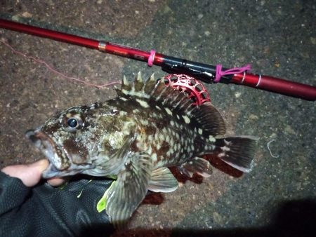 2022/01/18 南港ヘチ釣り