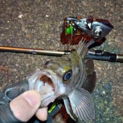 2022/01/19 南港ライトゲーム釣行