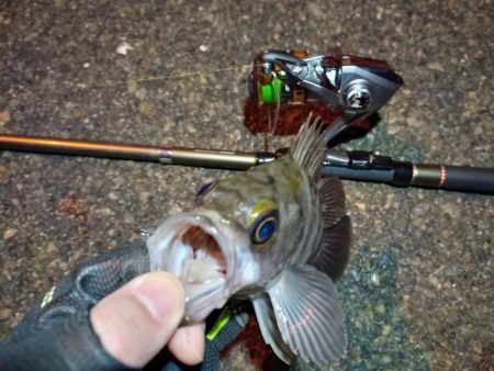 2022/01/19 南港ライトゲーム釣行