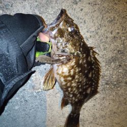 2022/01/21 南港ライトゲーム釣行