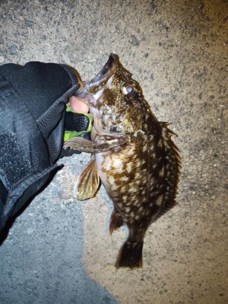 2022/01/21 南港ライトゲーム釣行