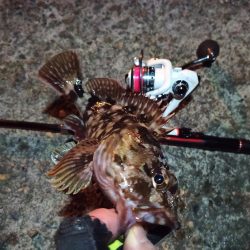 2022/01/22 南港ライトゲーム釣行