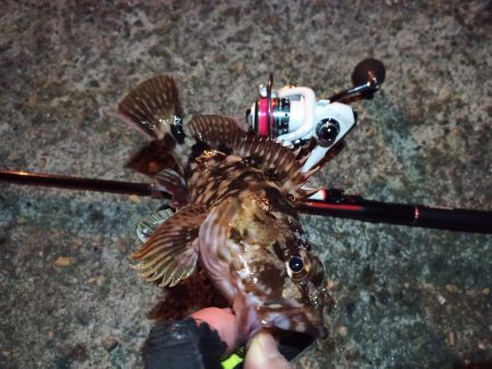 2022/01/22 南港ライトゲーム釣行…