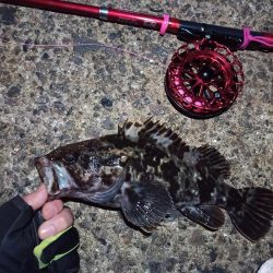 2022/01/24 南港ヘチ釣り