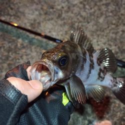 2022/01/25 南港ライトゲーム釣行