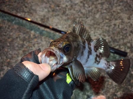 2022/01/25 南港ライトゲーム釣行