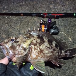 2022/01/28 南港ライトゲーム釣行