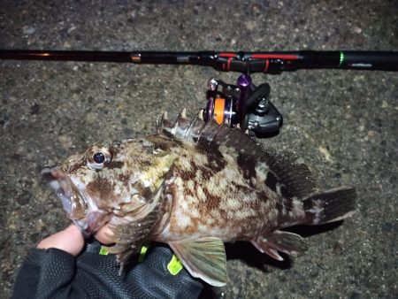 2022/01/28 南港ライトゲーム釣行