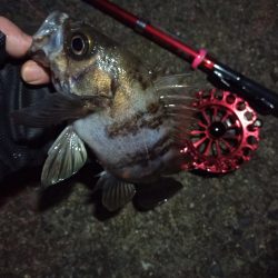 2022/01/30 南港ヘチ釣り(落とし込み)釣行