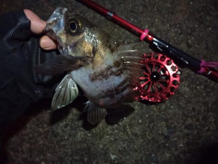 2022/01/30 南港ヘチ釣り(落とし込み)釣行