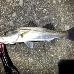 シーバス　初釣り