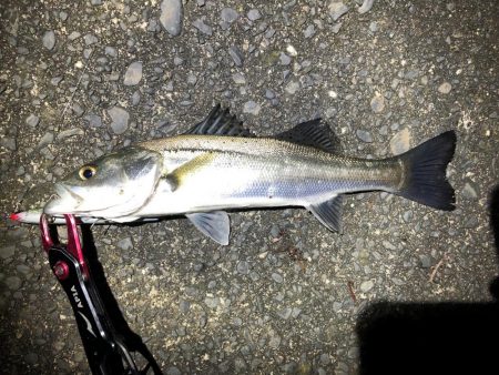 シーバス　初釣り