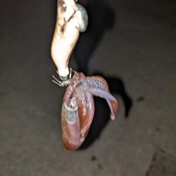 2杯でも楽しいライトエギング