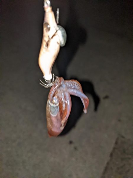 2杯でも楽しいライトエギング