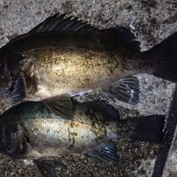 自己記録更新ならず!