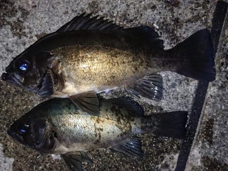 自己記録更新ならず！