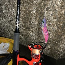 2022年 初アオリイカ!!GET!!