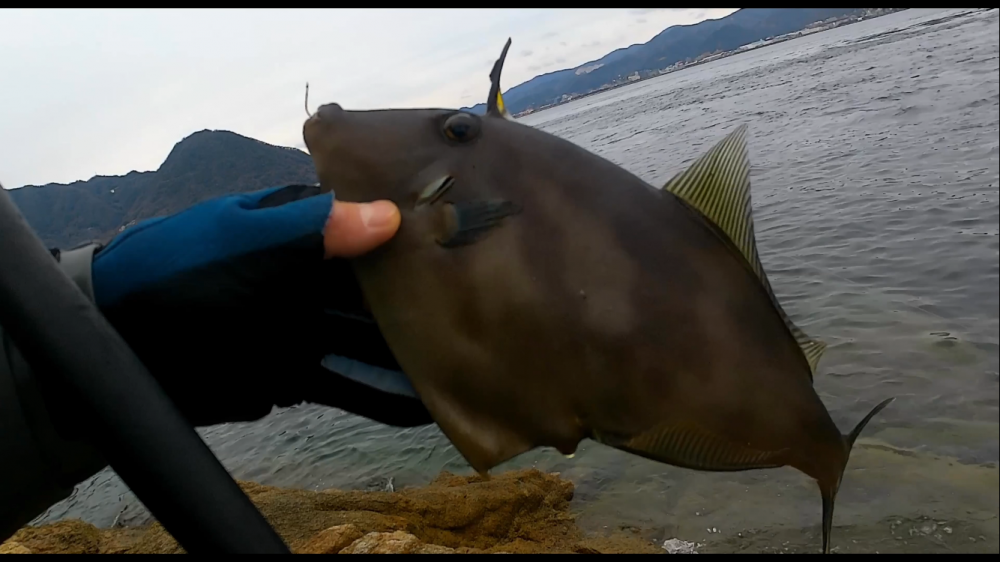 今年初激寒フカセ