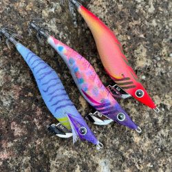 スクイッドジャンキーでアオリイカ！