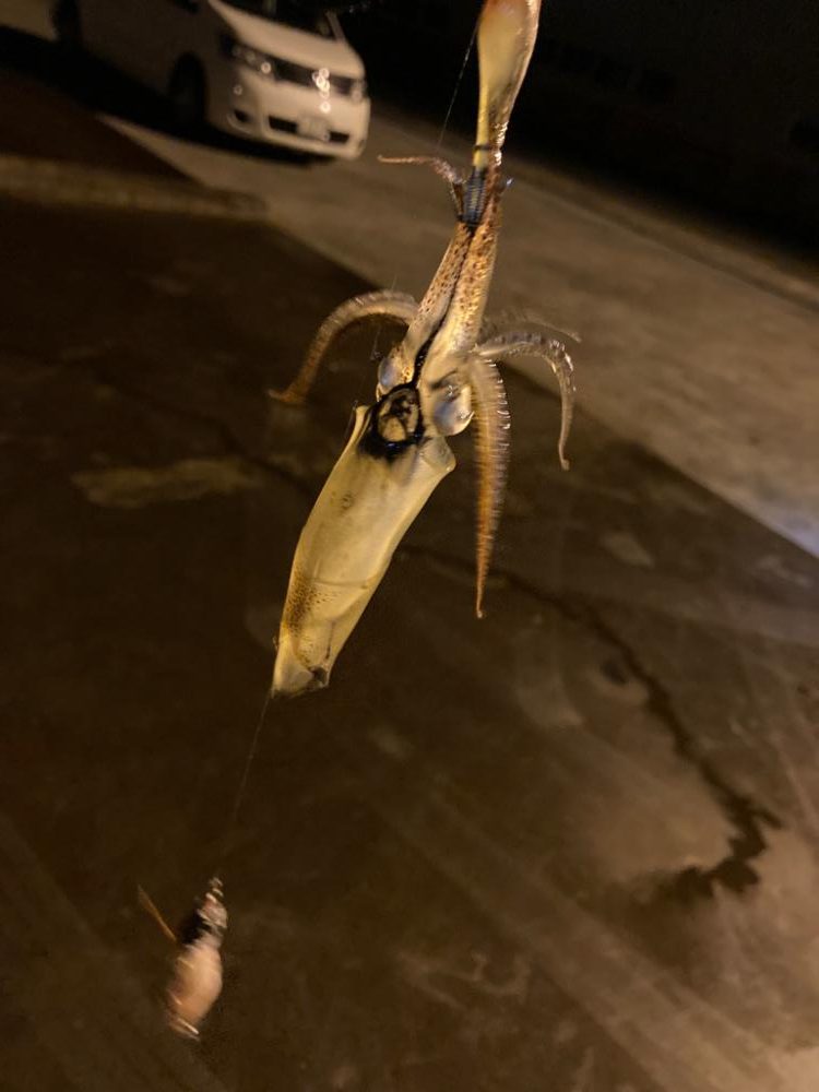 なかなか釣れない