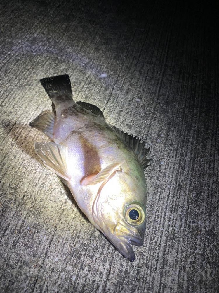 過去一のメバル!