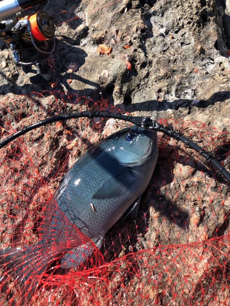 寒グレ  フカセ釣り