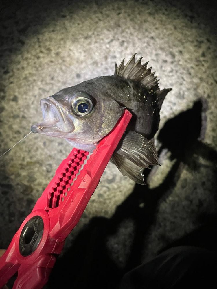 田ノ浦で夜中のカゴ釣り