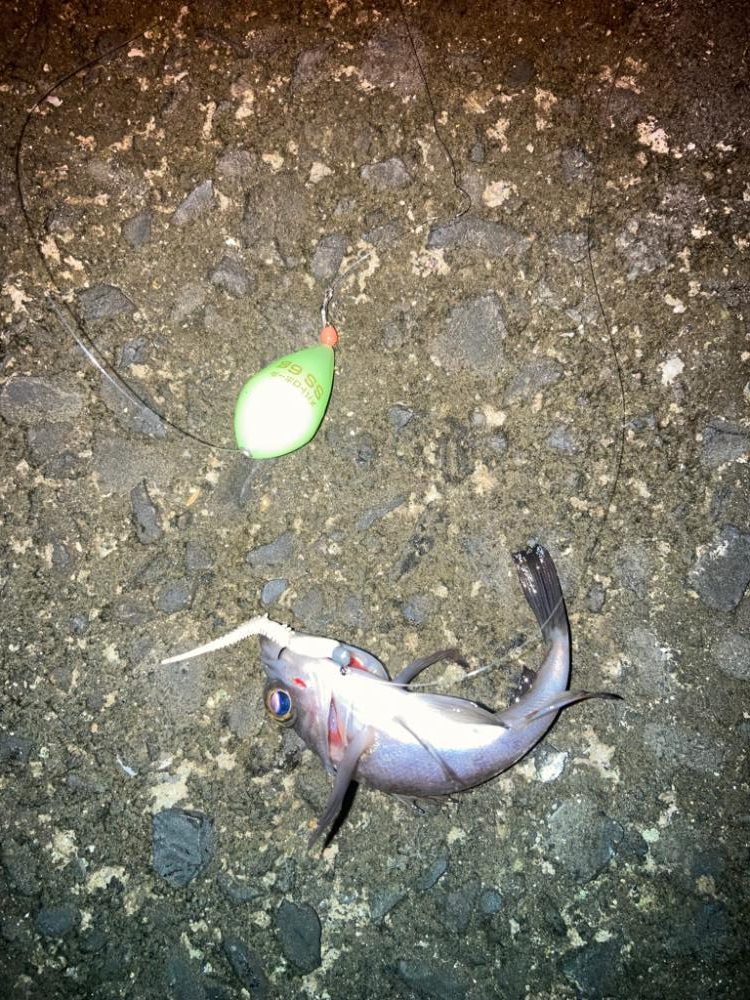 ウォーキングフィッシング