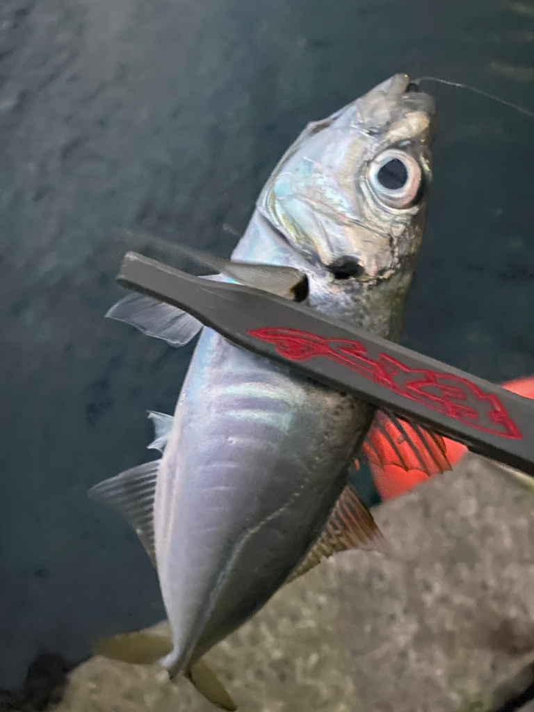 アジを探して朝活