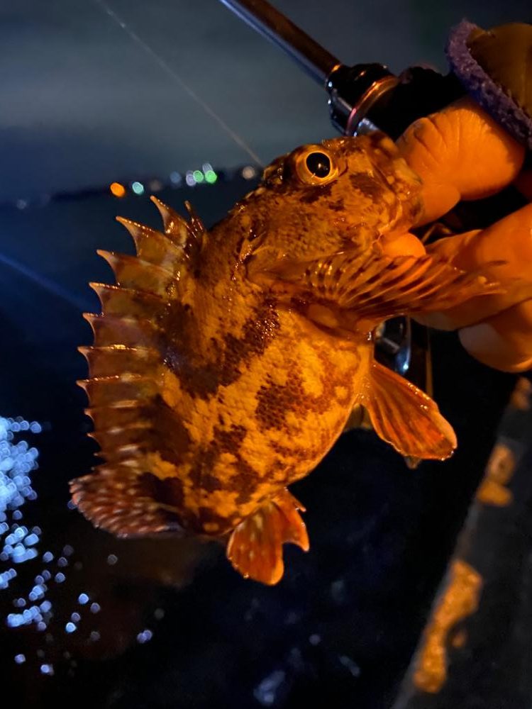 シャローフリークでメバリング