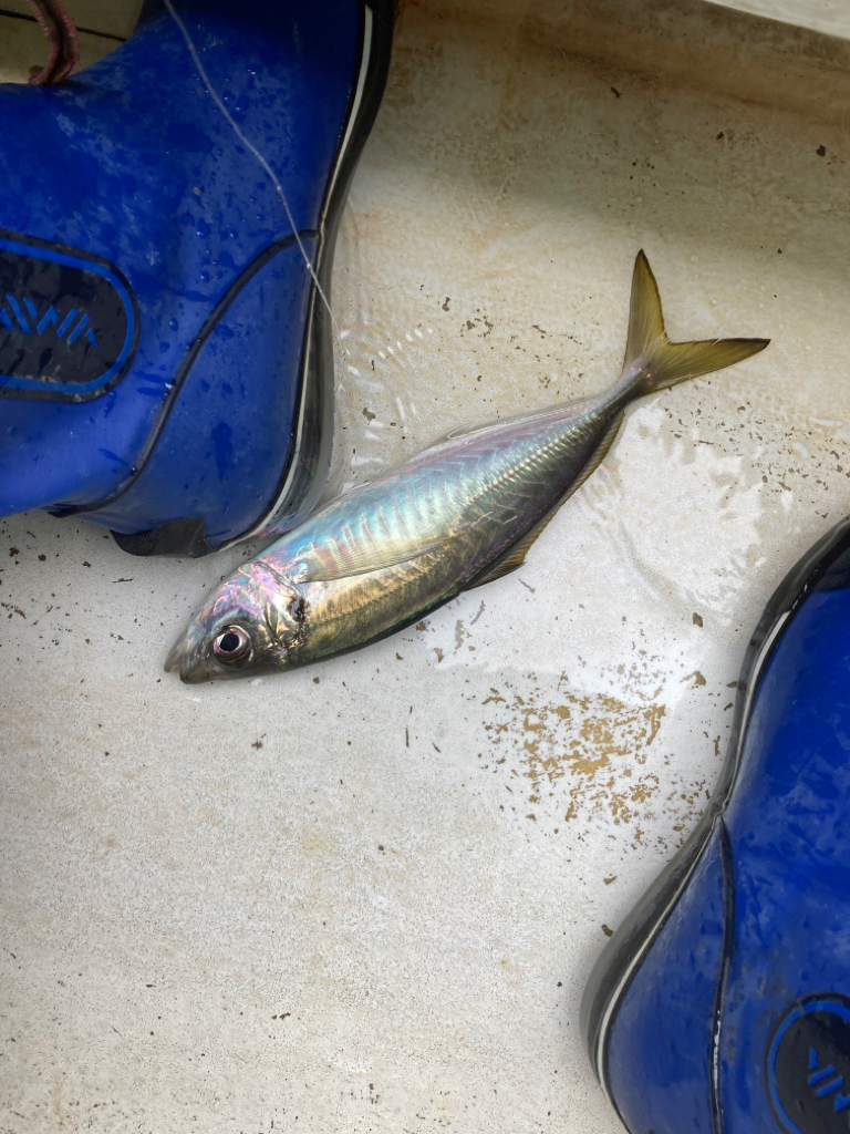 鬼アジ　チャレンジ