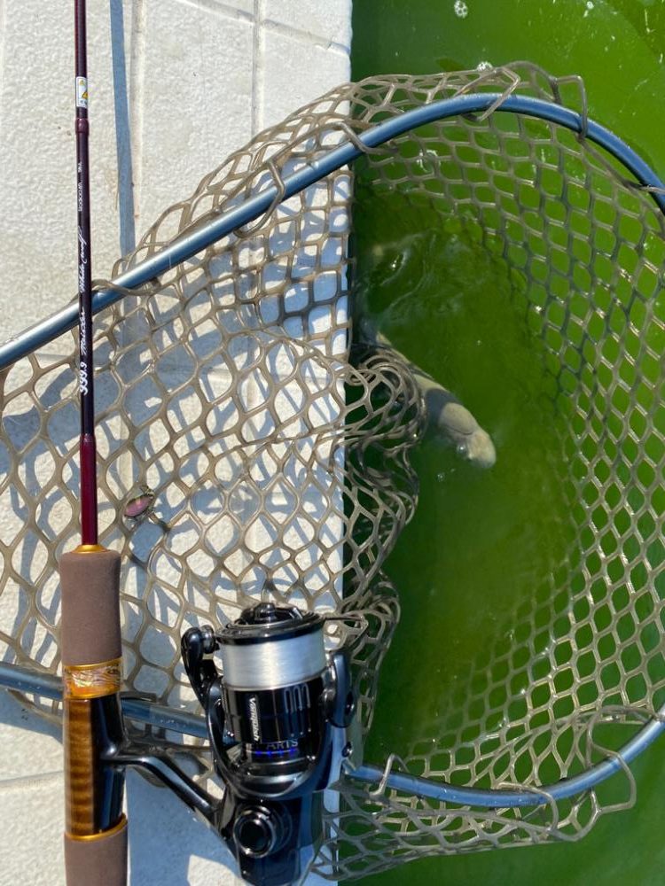 服部緑地　エリアトラウト