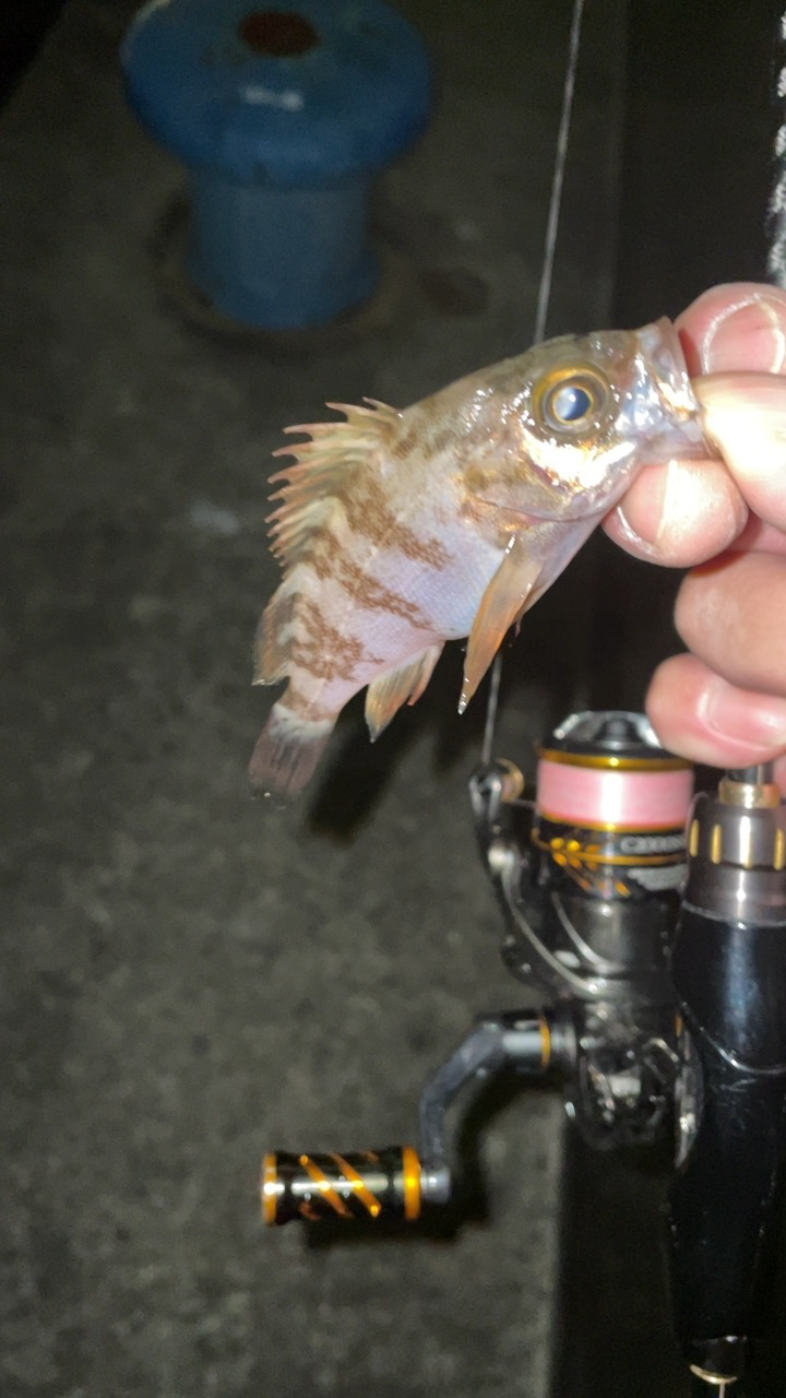 メバリングナイト