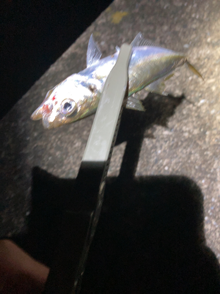 アジとイカと青物