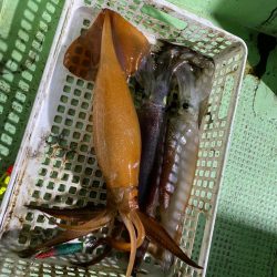 三重イカメタル