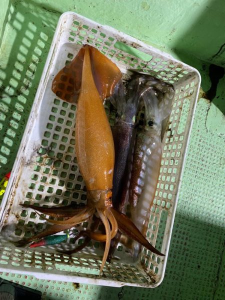 三重イカメタル