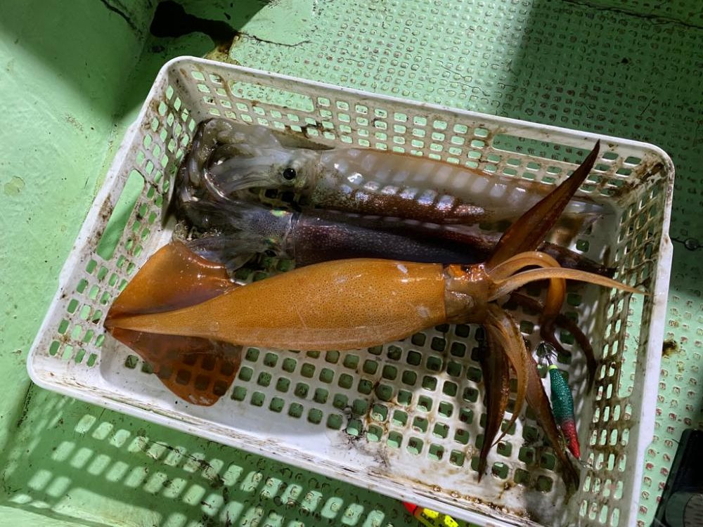 三重イカメタル