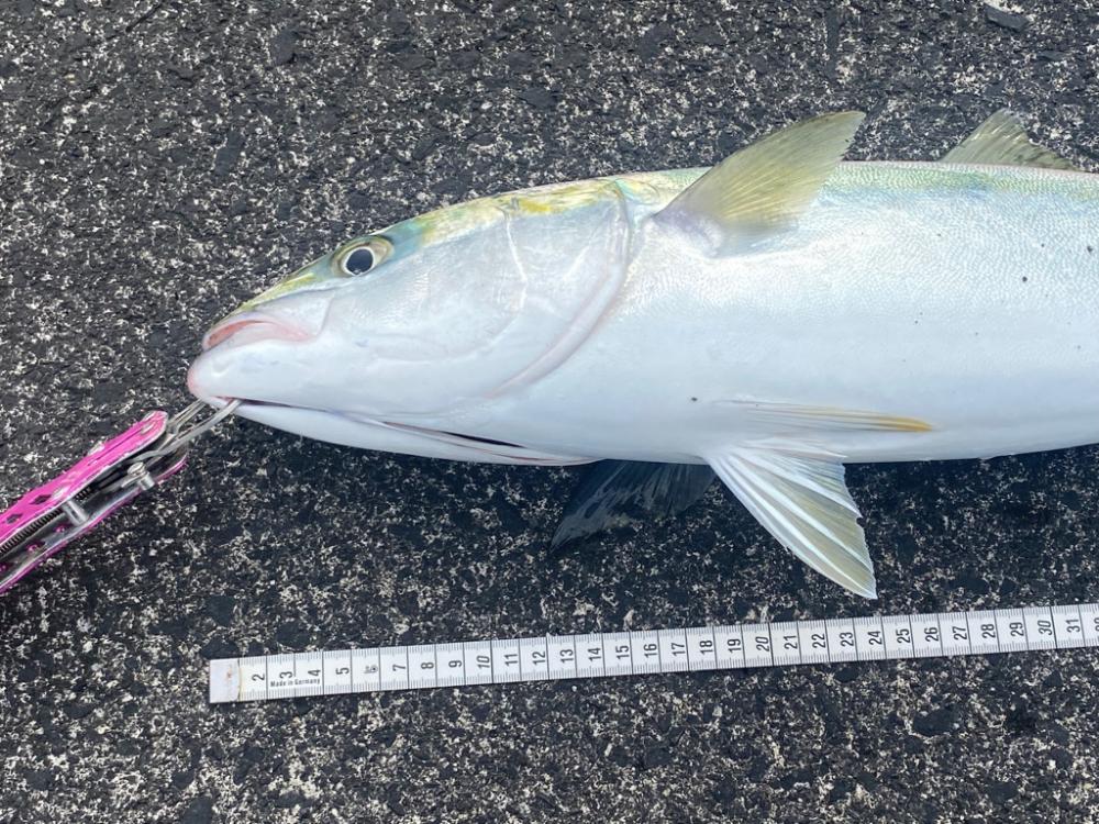 ナブラが消えたあと