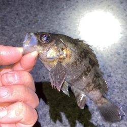 メバリングin明石